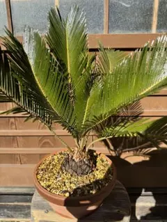 2025年最新】ソテツ苗の人気アイテム - メルカリ