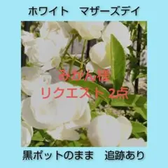 みかん様 リクエスト 2点 まとめ商品