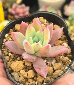 ベル様 リクエスト 5点 まとめ商品