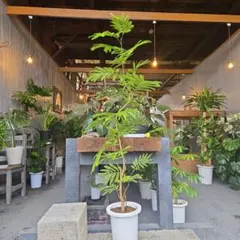 2025年最新】エバーフレッシュ曲がりの人気アイテム - メルカリ