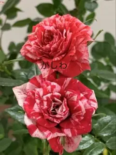 2080円 ミニ バラ 薔薇 苗 チェリータルト 絞り 赤系 正規品 3号