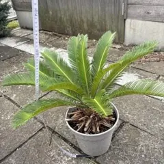 2025年最新】蘇轍の人気アイテム - メルカリ