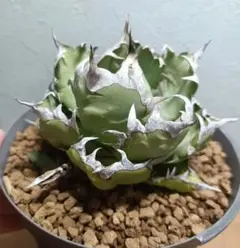 チタノタ3種セット　包心龍　海王　姫厳竜　鉢ごとメルカリ便発送 チタノタ3種セット 姫厳竜 海王 包心龍 鉢ごとメルカリ便発送