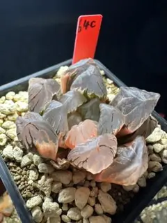 22d 多肉植物 ハオルチア 大型コレクタ錦 自家繁殖 鉢植え発送 - メルカリ