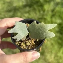 2025年最新】ビカクシダ ジェニーの人気アイテム - メルカリ