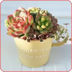 ❤多肉植物❤そのまま飾れる寄せ植え❤シャングリラ❤アルケイン❤鉢ごと発送