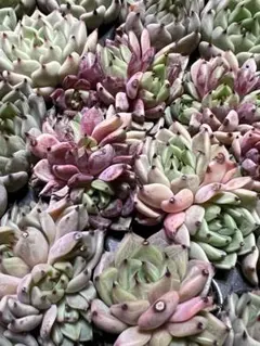 ともこ様 リクエスト 10点 まとめ商品