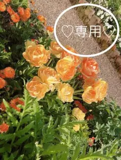 ぽん太様専用ページ