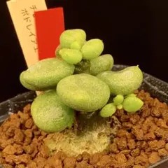 Hononon♪様 リクエスト 2点 まとめ商品