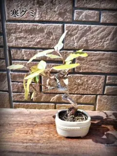 2026年最新】寒グミの人気アイテム - メルカリ