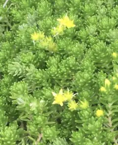 多肉植物　森村万年草　セダム　もりもり　グランドカバー　寄せ植え