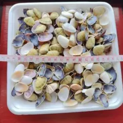 貝殻　イソナミ貝など　洗浄乾燥済　約380g　ハンドメイド