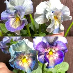 2025年最新】パンジーシエルブリエの人気アイテム - メルカリ