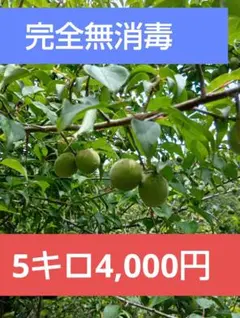 自然のままに育てた「南高梅（なんこううめ）」と「古城梅（ごじろうめ）」