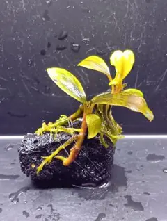 2026年最新】ブラウニーゴーストの人気アイテム - メルカリ