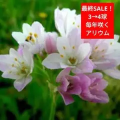 junchan様 リクエスト 2点 まとめ商品