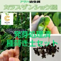 2026年最新】カラスザンショウの人気アイテム - メルカリ
