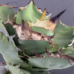 2026年最新】白犀の人気アイテム - メルカリ