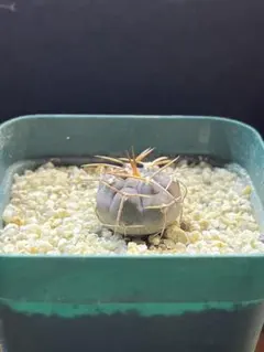 魔天竜 実生 大株 鉢植えメルカリ便送料込み 魔天竜 実生 鉢植えメルカリ便送料込み