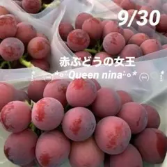 苗　クイーンニーナ　ぶどう　2年生　苗木　特大粒　皮ごと 000000018997-01-m.jpg?t=