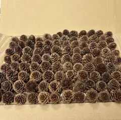 カラマツ松ぼっくり 100個