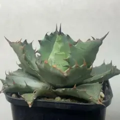 ①アガベ チタノタ Rose type A 子株 reza血統 タグ付 Rose type c . Sold out . Tarantula にもtypeが5種類あるよう