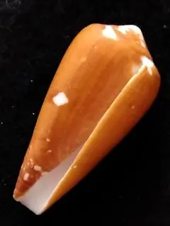 貝殻の標本　シャムコハクイモ（イモガイ科）