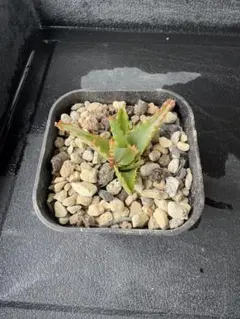 昼崎とけい様 リクエスト 2点 まとめ商品