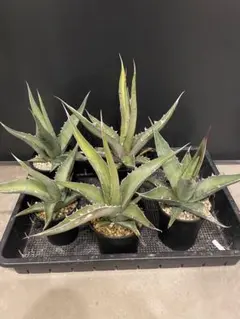 ☆A-26 アガベ オアハカ オテロイ ワイルド株 ベアルート アガベ オアハカ 