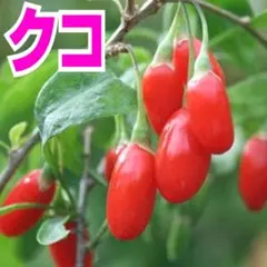 슈퍼푸드 고지 베리 울프베리 30정
