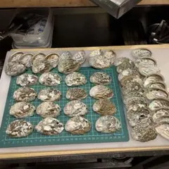 アワビの貝殻２００枚