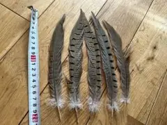 コウライキジ　羽　18〜20cm