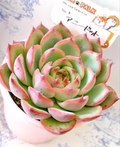 3号鉢 リンゼアナ 札付きポットごとメルカリ便ファームパルクさん苗 m22825202076_1.jpg?1746789411