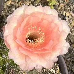 小株苗） 多肉植物 花サボテン 風雅 - メルカリ