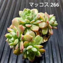 マッコス 多頭 266 エケベリア 多肉植物 抜き苗