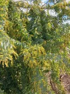 2026年 フレッシュミモザ 小型ダンボール1箱590円 - メルカリ