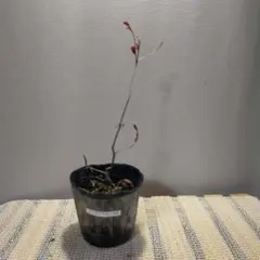 2025年最新】山採り ツツジの人気アイテム - メルカリ