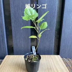 姫リンゴ⑦ ミニ盆栽　盆栽素材のサムネイル