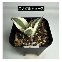 2025年最新】スナグルトゥースの人気アイテム - メルカリ