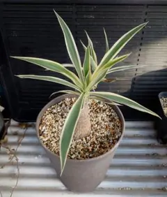 2025年最新】Yuccaの人気アイテム - メルカリ