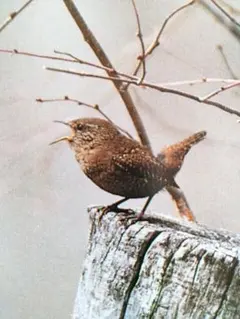 ミソサザイの羽のブローチ バードカービング