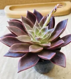 多肉植物☆カット☆韓国苗☆ミア☆大☆大きくなる品種☆葉挿しも取れる大きさ☆白棒