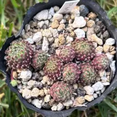 2025年最新】センペルヴィウムの人気アイテム - メルカリ