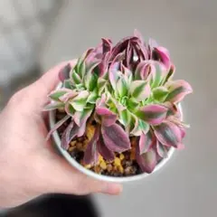 sayo ☆プロフ必読☆様 リクエスト 2点 まとめ商品