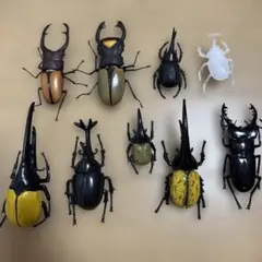 カブトムシ