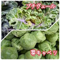 コンパクトBOX！プチヴェール&芽キャベツ 詰め合わせセット！旬の新鮮やさい♡