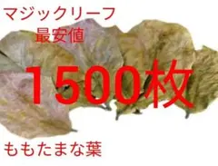 2026年最新】マジックリーフの人気アイテム - メルカリ