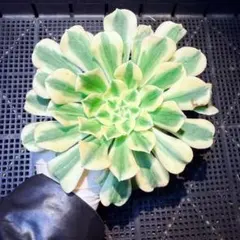 2025年最新】錦 アエオニウムの人気アイテム - メルカリ