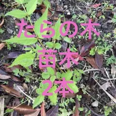 タラノキ 苗木 落葉樹 庭木　2本のサムネイル