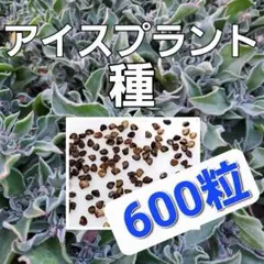 2025年最新】種子の人気アイテム - メルカリ